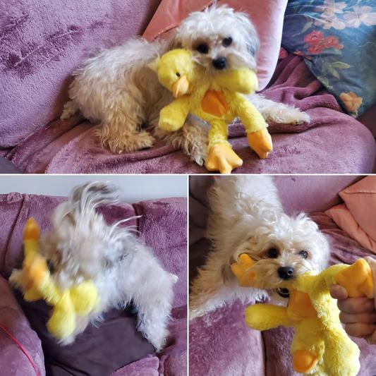 Pearl loving the duck