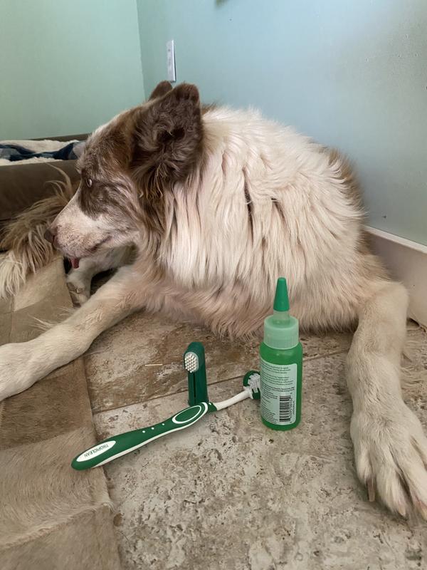 Our thoughts about toothbrushes and minty gel