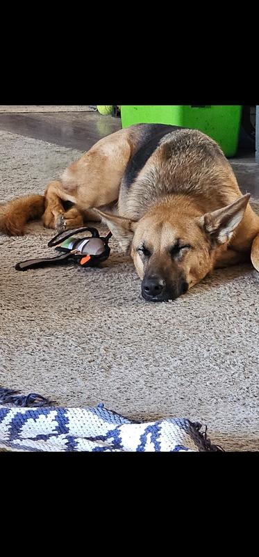 Happy pup and his duck