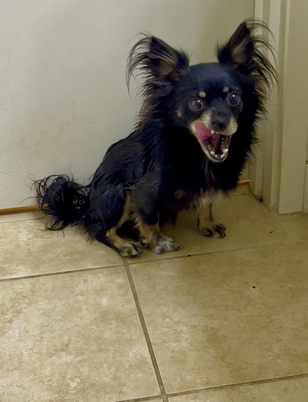 Licking the air in disgust because he hates the scent of this spray.