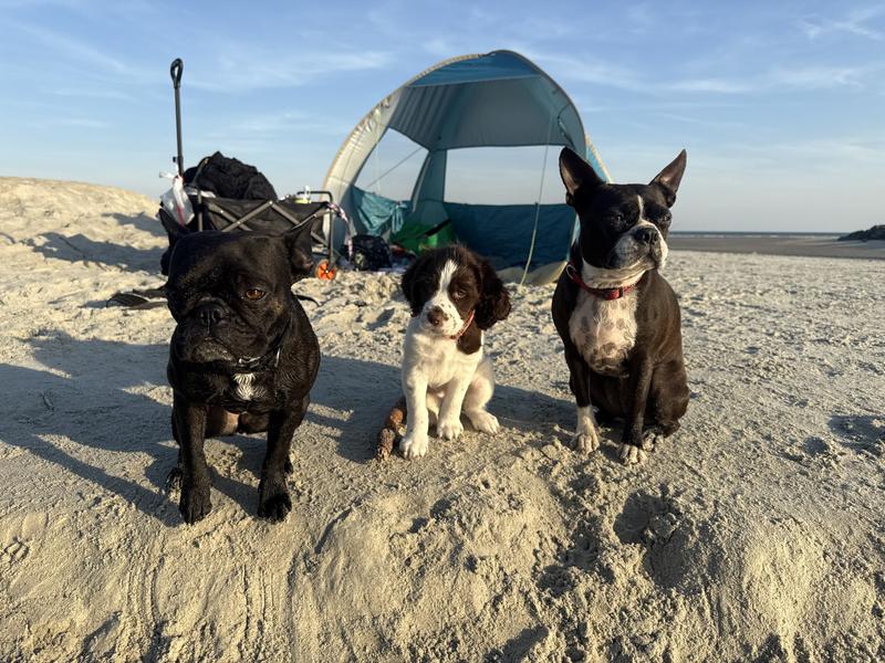 Day at the dog beach!