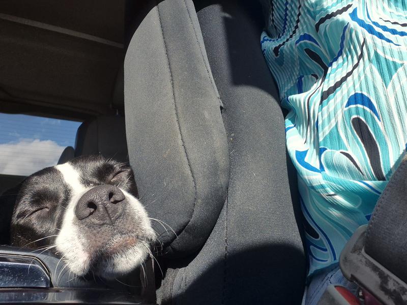 Relaxing in the sun coming through front window