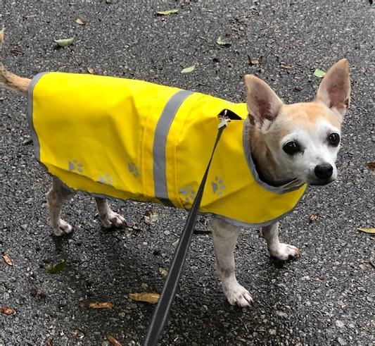 This little princess hates raindrops on her back! Now she will actually stay out when it is raining and do her business and not rush!