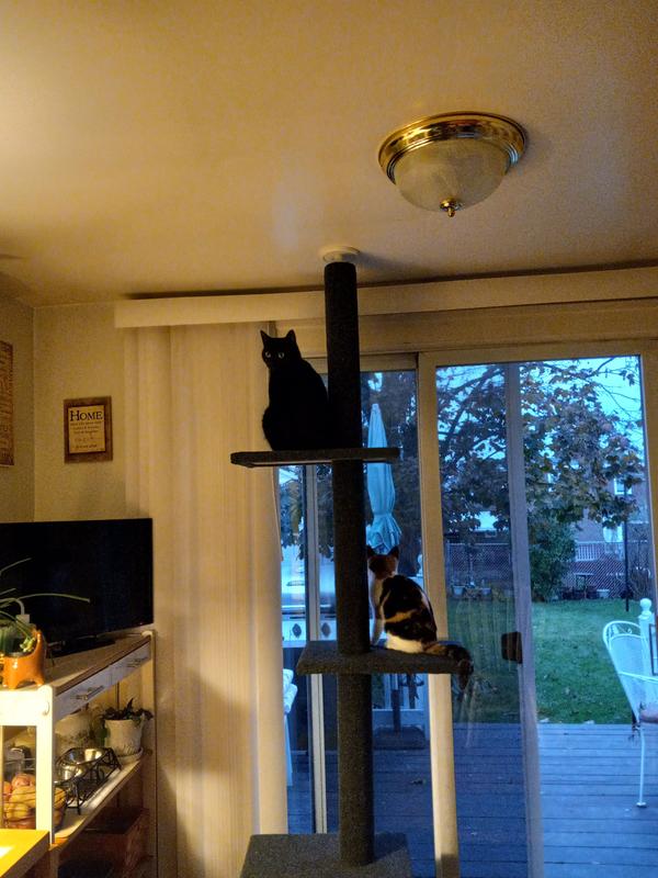 CAT CRAFT FloortoCeiling Carpet Cat Tree, Dark Chocolate