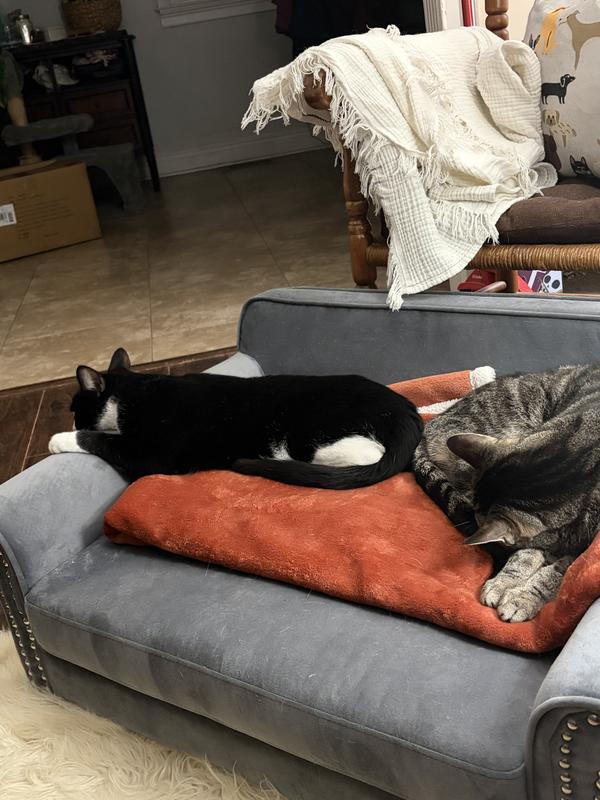 The cats are enjoying it too!