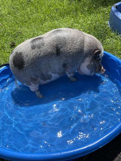 I have my own pool