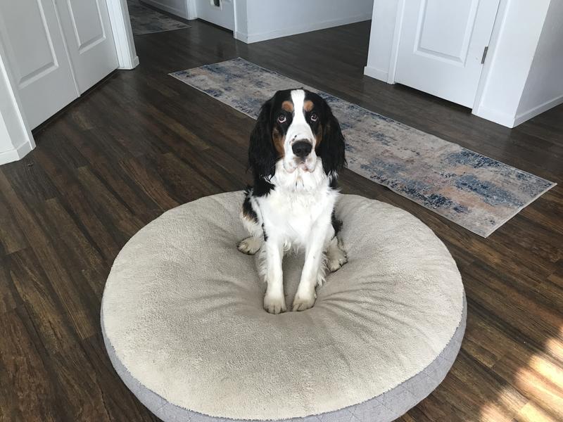 Echo is doing fantastic on PurinaPro Puppy.