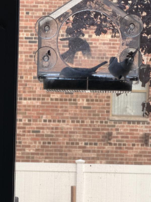 The birds are loving the seed!