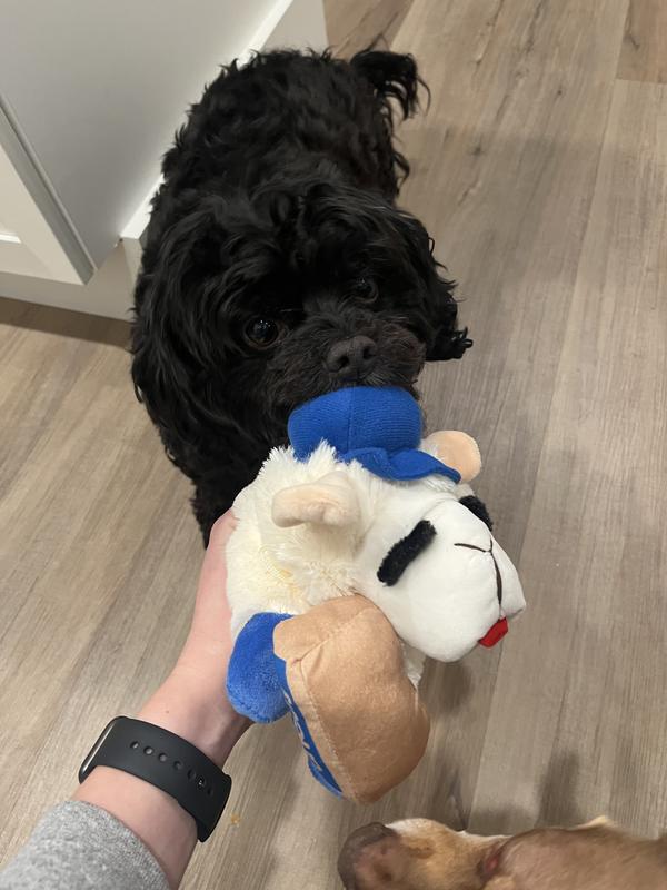 Kylo and his new favorite toy.