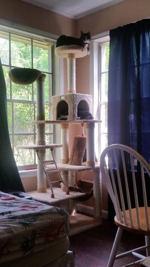 Top Perch: Buddy; Condo: Truffles