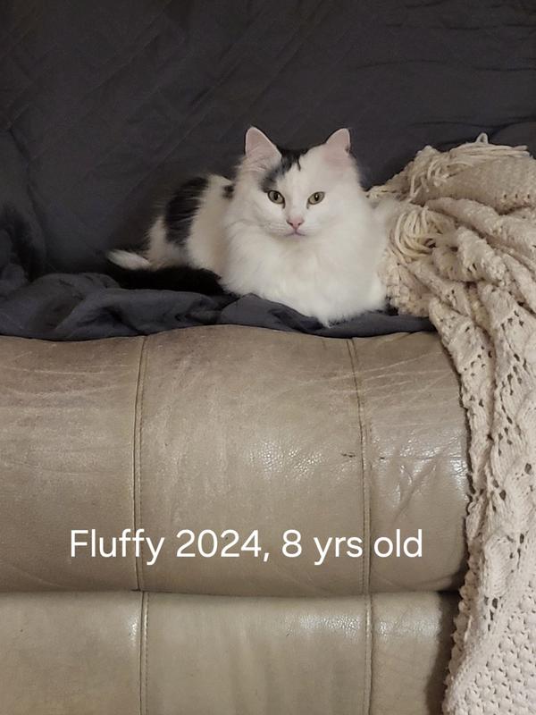 Fluffy is content after we added soups to her diet.