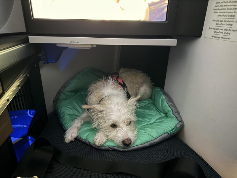Long haul flight hideaway (than you BA)