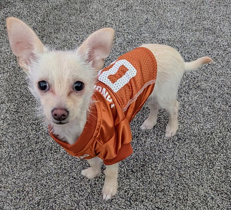 Bluebonnet is ready for some football.