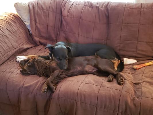 Snuggle Buddy Time