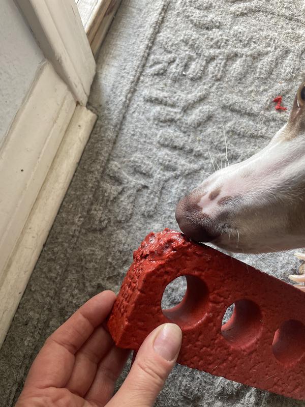 My 40 lbs dog destroyed this toy