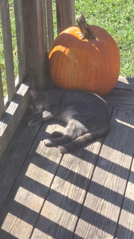 Post-treat nap on the porch