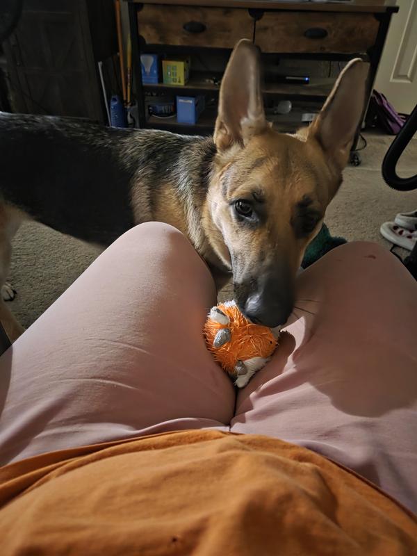 Cora constantly squeaking the fuzzy wuzzy moo moo ball.