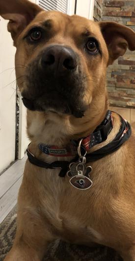 : GoTags Personalized NFL Dog Tags, Custom Engraved Pet ID Tag, Chicago  Bears, Military Shape : Sports & Outdoors