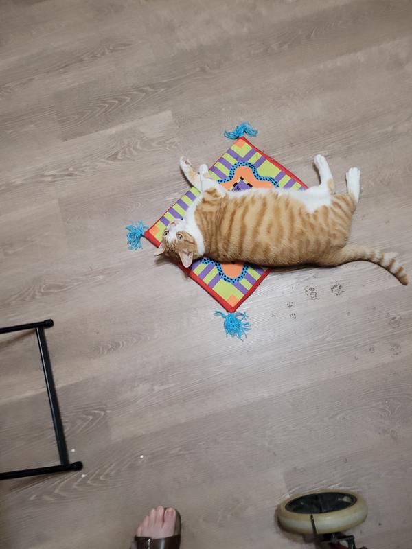 Fat Cat Boogie Mat Cat Toy, Color Varies