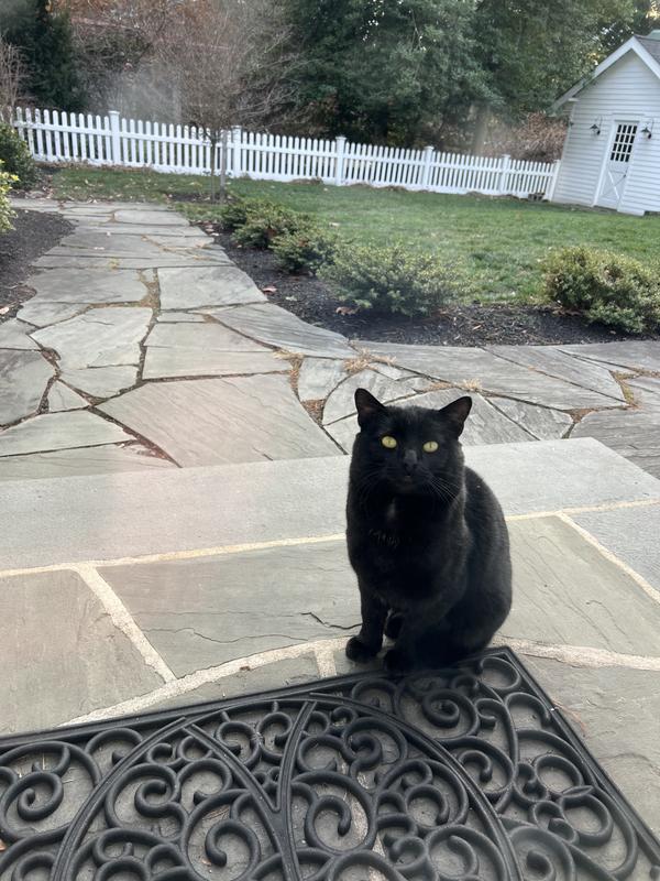 Panther the feral car