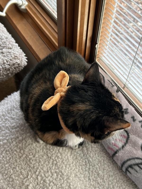 She doesn’t even notice this collar is on.  It’s so soft and cuddly.