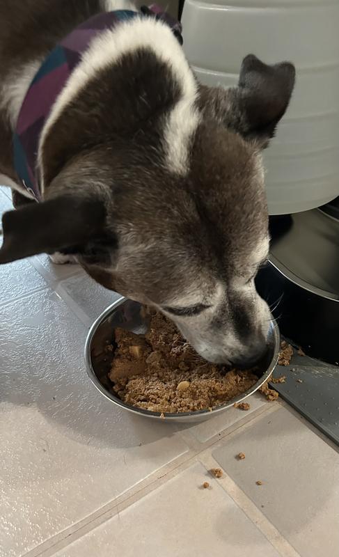 Scout scarfing her food down and scooting the bowl all over the kitchen to get every last bit 😆