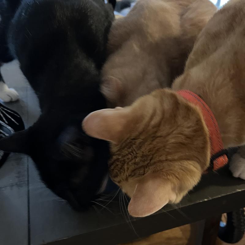 Cats fighting over it