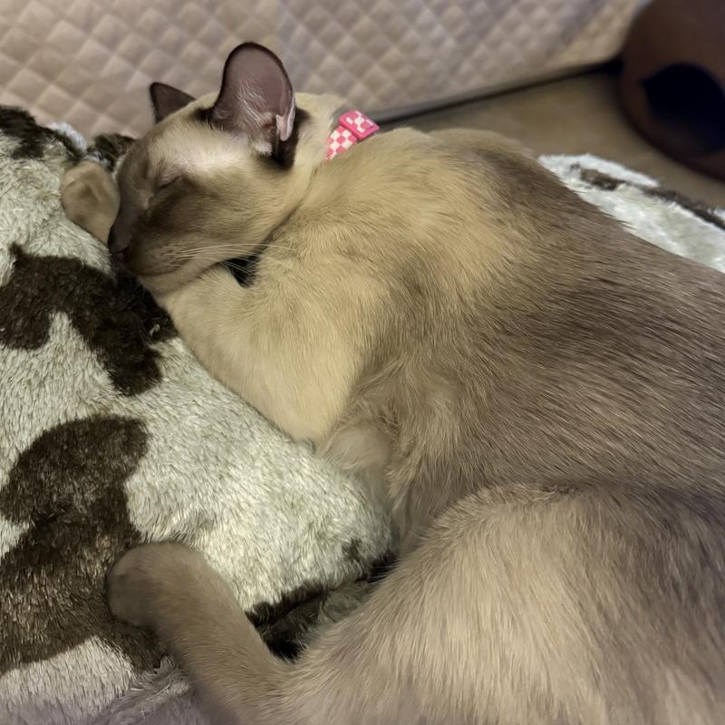 Sara resting after eating 🙂