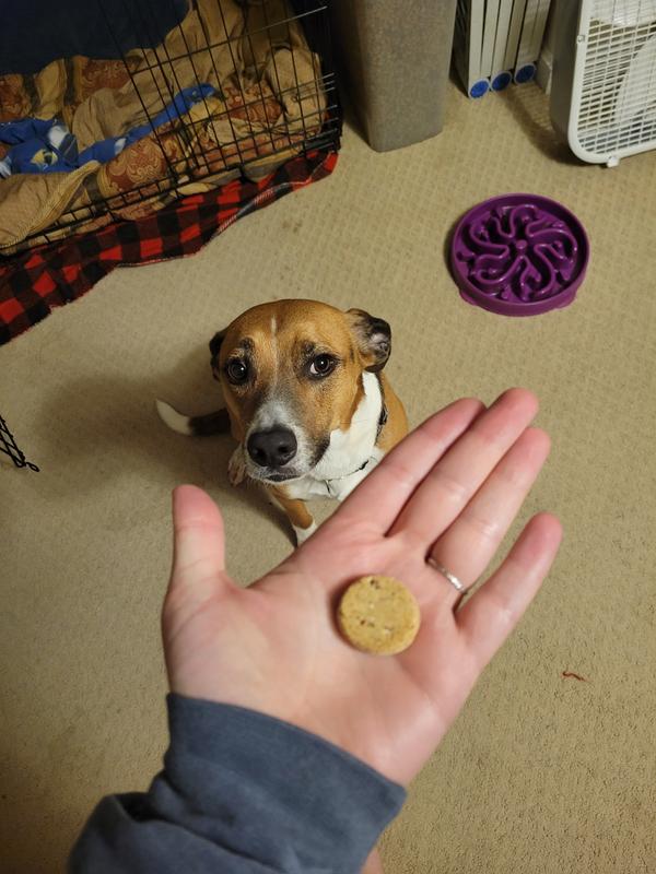 I swear he likes them. He just doesn't like the camera.