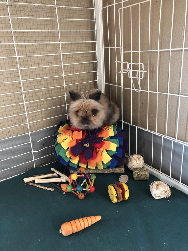Happy Bunny