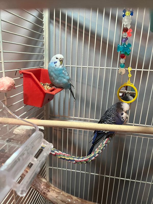 Meal time for Sky and Biggie