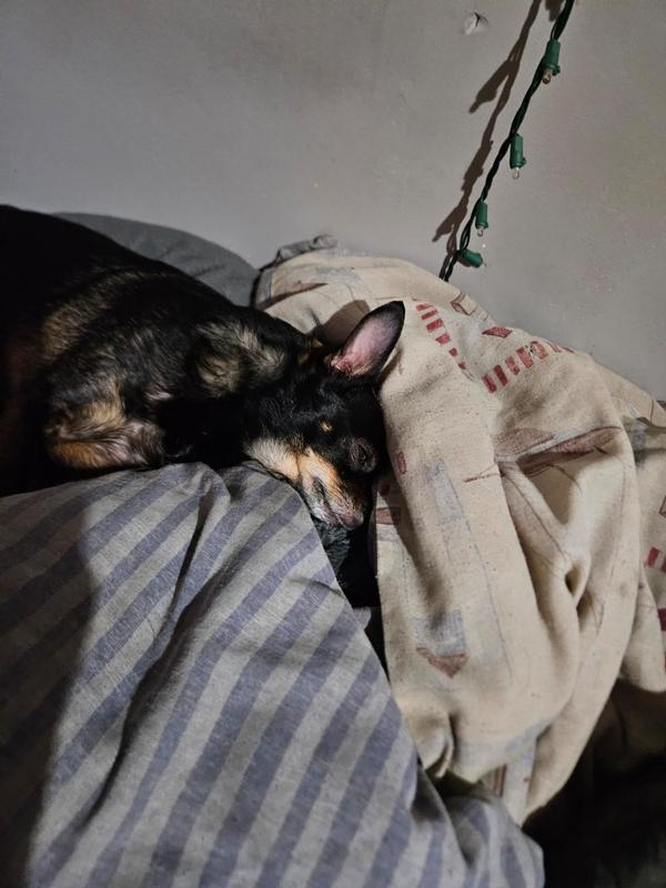 Oden is asleep in his own bed..