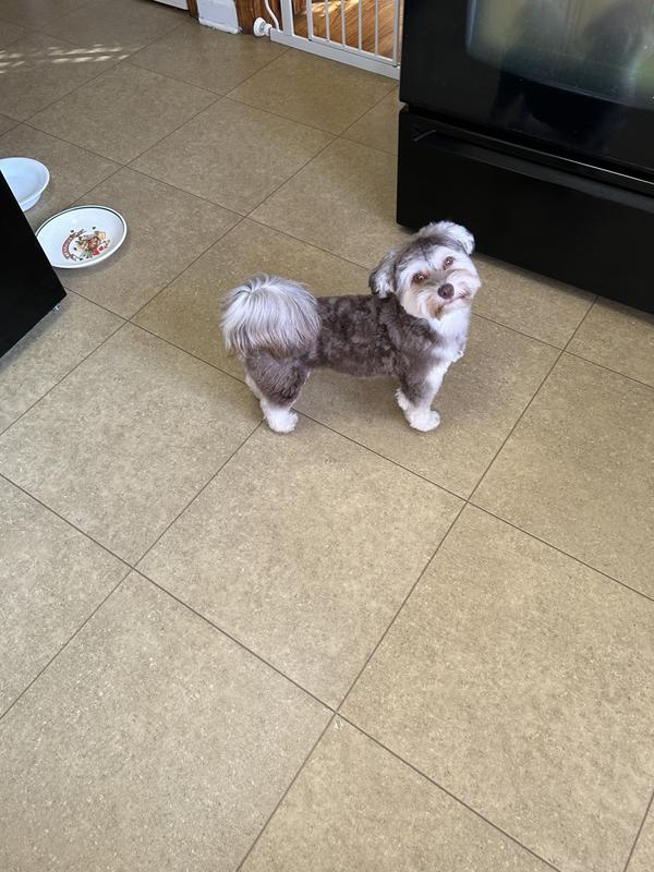 Small but mighty. Needs Tuffy Toys.