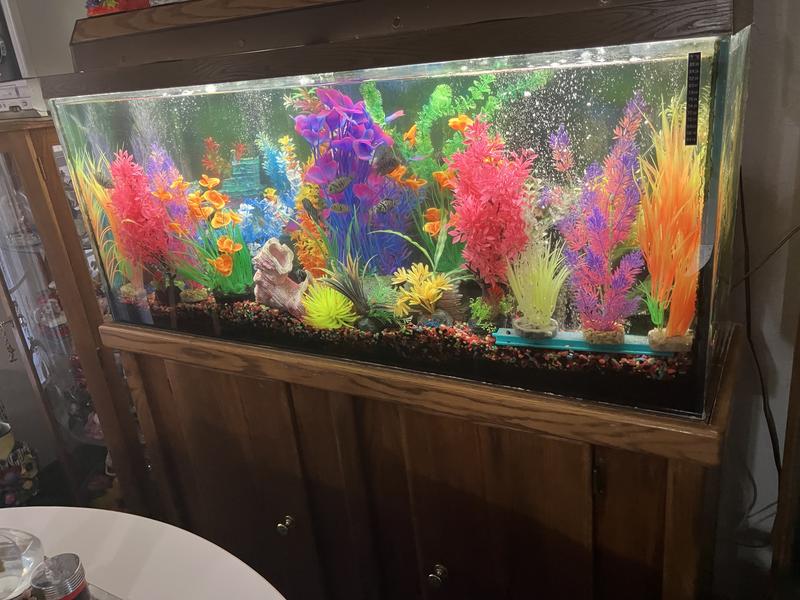 Colorful plants for a beautiful aquarium