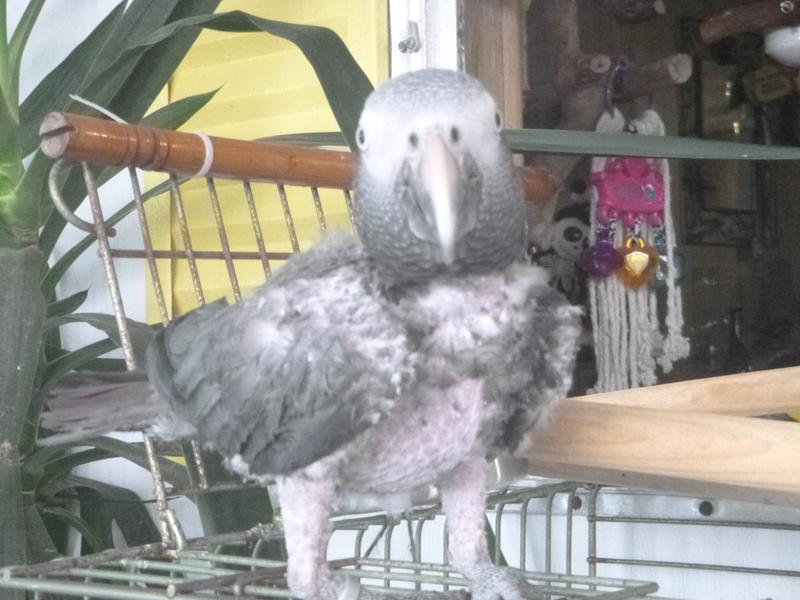 Mr Bird says what the heck is this stuff!