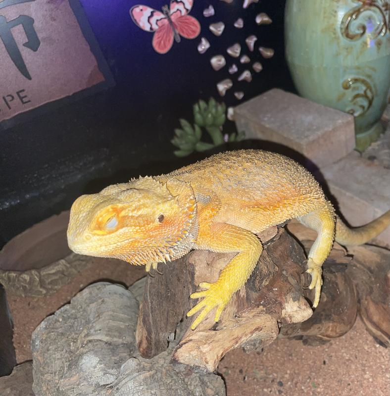 Diva during the night