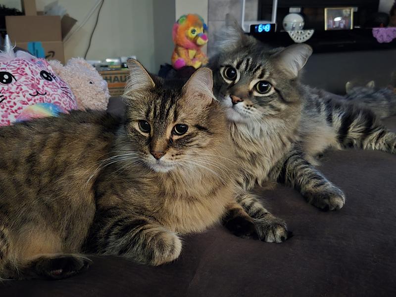 My Maine Coon kitties!