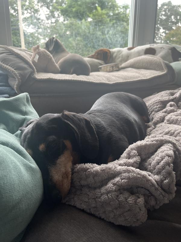 Relaxed Doxie
