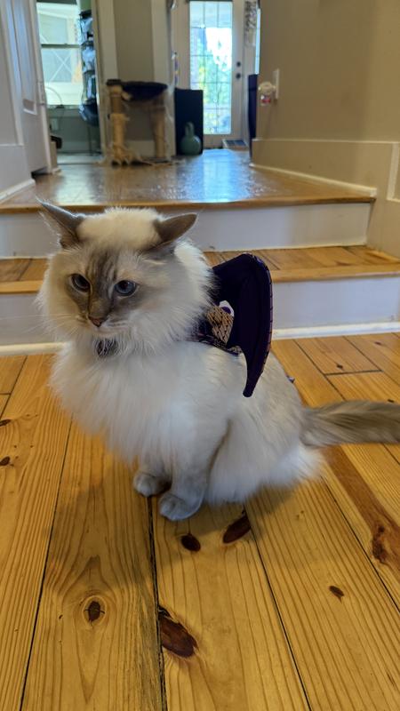 I think he felt very bonita.