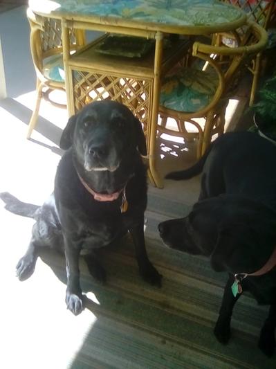 My 'Old Doll' ,Wallis.  She's 12 years Old and weighs 108 lbs.