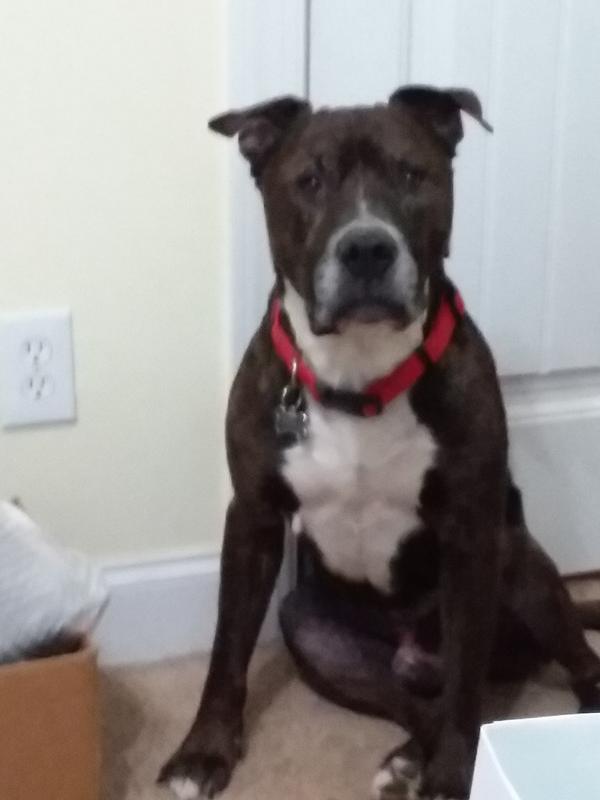 His name is Boss and he IS the boss!!