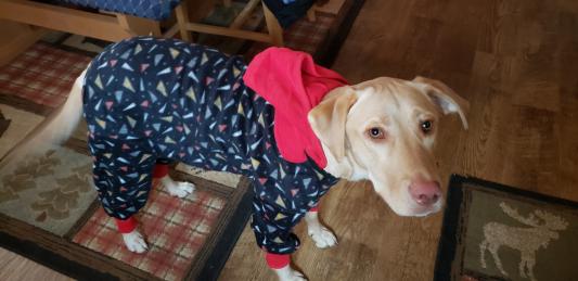 ULTRA PAWS SnoJam Toofers Pattern Dog Coat reviews Chewy