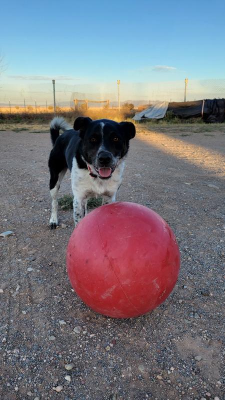 He loves loves LOVES his ball.