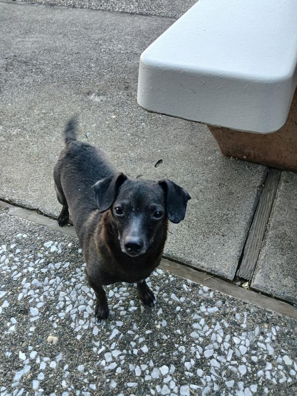 My loyal and cuddly Blue