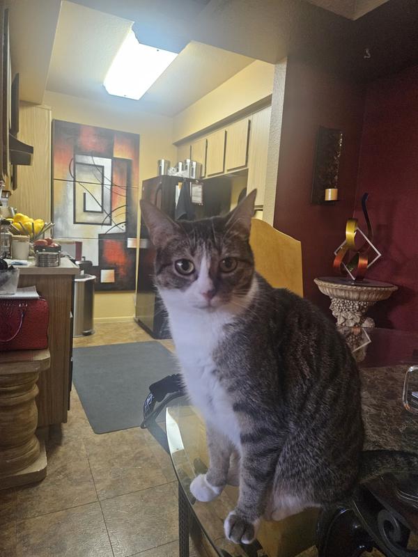 This is Athena. I call her my girl of love because she is just pure love.  loves other cats, she is a nurturer, and welcomes any cat that comes around. She is very vocal, especially when she wants something.