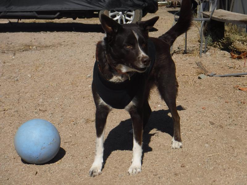 Beenie hoping she can quit modeling her Frisco vest and play ball in it instead.