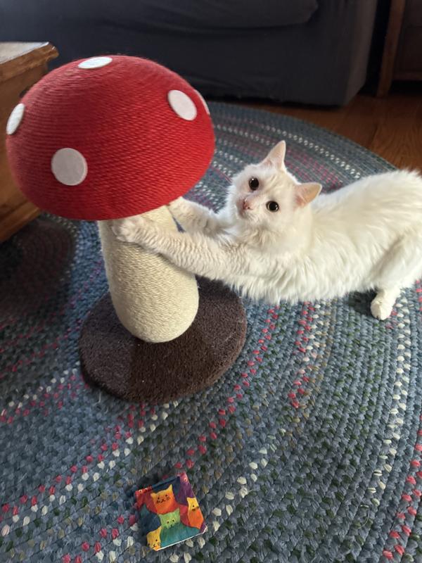 Nimbus getting into scratching