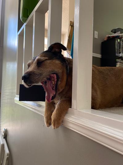 Rocky hanging at home!