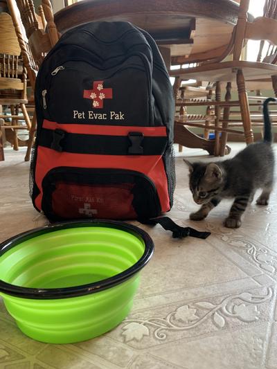 Kitten inspecting the pak :)