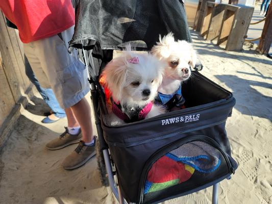 Paws and outlet pals dog stroller